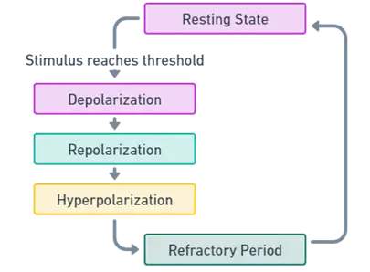 Here is the diagram illustrating the process of nerve impulse transmission: