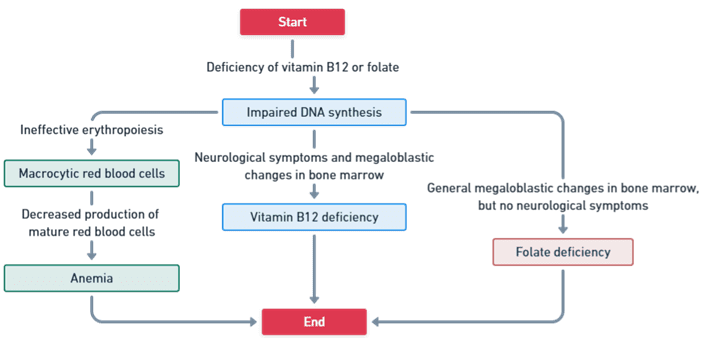 Pathophysiology of Megaloblastic Anemia Pathophysiology of Megaloblastic Anemia
